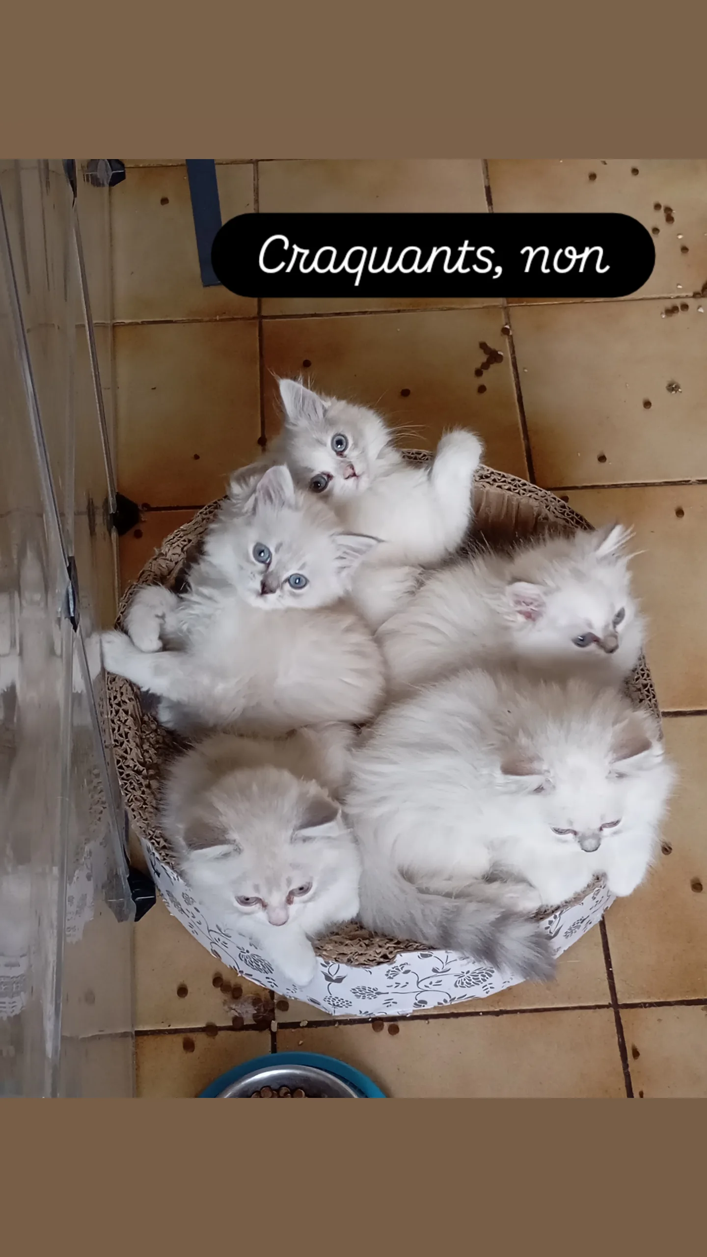 Chatterie du tendre secret
