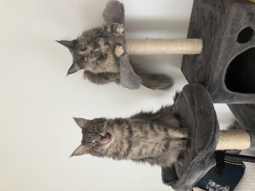 chatterie du monde félin