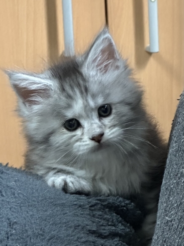 chatterie des plumets d'amour
