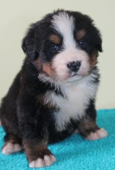 Chatterie des Griffes Bergère