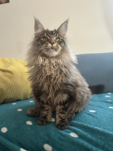 Chatterie de jonoxie