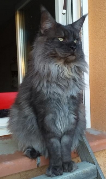 Chatterie de la croix Lorraine