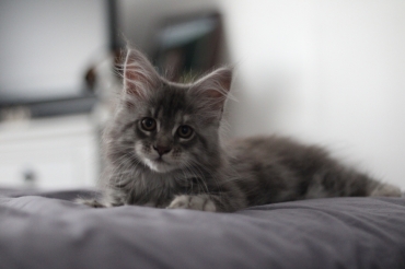 La Chatterie De Soroun Sweet