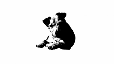Black Fell Terriers