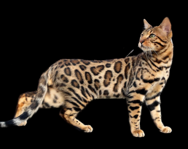 PIERRE D'OR BENGAL