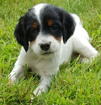 Setter Anglais (English Setter)