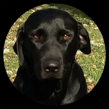 Labrador (Retriever du Labrador)