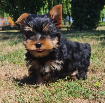 Yorkshire Terrier (Terrier du Yorkshire)