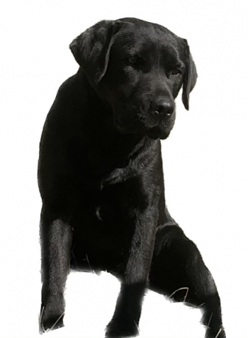 Labrador (Retriever du Labrador)