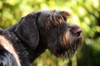 Griffon d'arrt  poil dur (Griffon  poils durs Korthals)