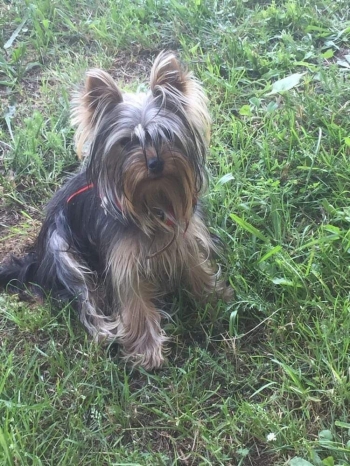 Yorkshire Terrier (Terrier du Yorkshire)