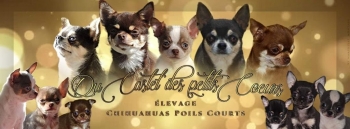 Chihuahua