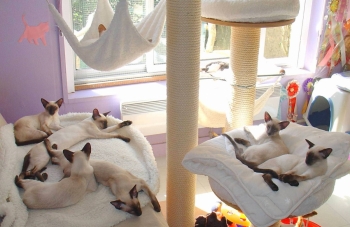 Siamois (Colourpoint Shorthair)