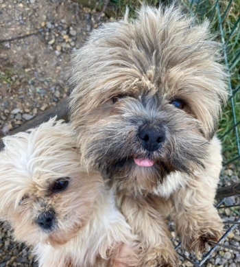 Lhassa Apso