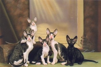 Cornish Rex (Rex Cornish - Californian Rex)