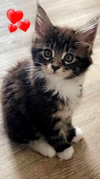 Maine Coon