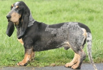 Basset Bleu de Gascogne
