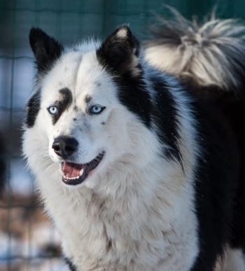 Laika de Yakoutie (Laika de Iakoutie - Yakutian Laika)