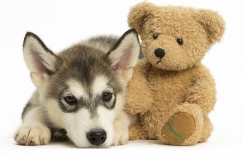 Malamute de l'Alaska (Alaskan Malamute)