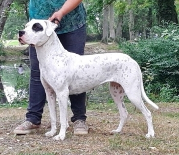 Dogue Argentin (Dogo Argentino)