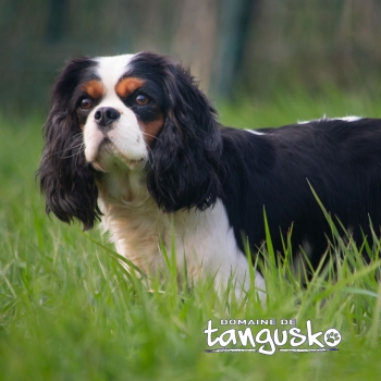 Cavalier King Charles (Cavalier King Charles Spaniel)