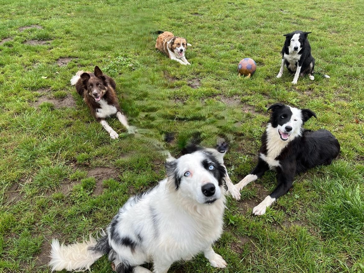 Border Collie