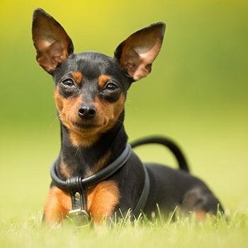 Pinscher Nain (Zwergpinscher)