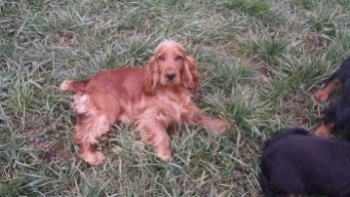 Cocker Anglais (Spaniel) (English Cocker Spaniel)