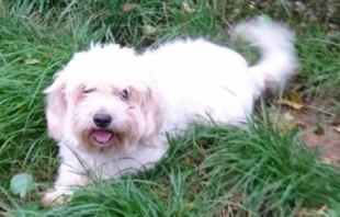 Coton de Tulear