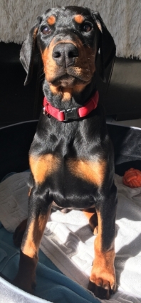 Dobermann