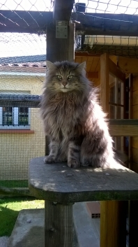 Norvégien (Chat des Bois Norvégiens, Chat des Forêts Norvégiennes)