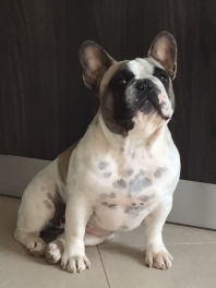 Bouledogue Franais