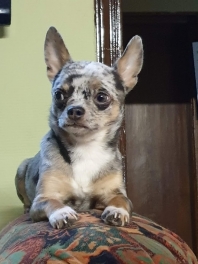 Chihuahua