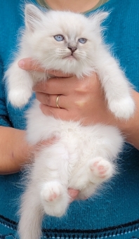 Birman (Sacr de Birmanie)