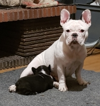 Bouledogue Franais