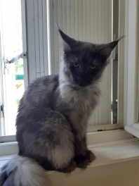 Maine Coon