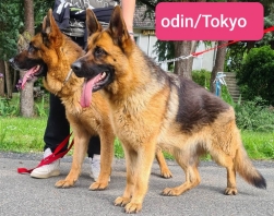 Berger Allemand (Chien Loup d'Alsace - B.A)