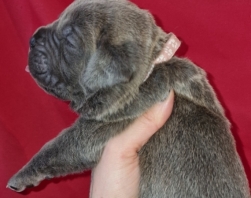 Cane Corso (Chien de cour Italien)