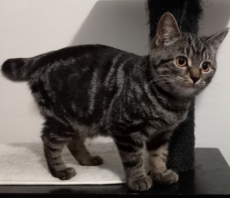 Manx (Chat de l'�le de Man)