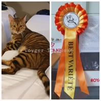Toyger