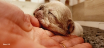 Bouledogue Fran�ais
