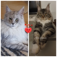 Maine Coon