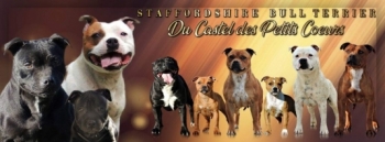 StaffordShire Bull Terrier (Bull Terrier du Staffordshire)