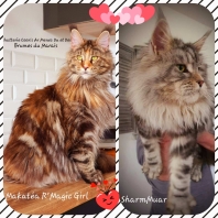 Maine Coon