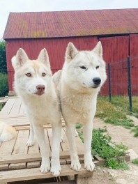 Husky Sibérien (Husky d'arctique)