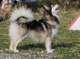 Pomsky