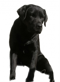 Labrador (Retriever du Labrador)