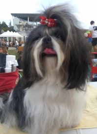 Shih Tzu