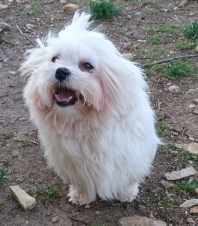 Bichon Maltais (Maltese)