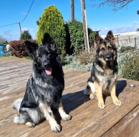 Berger Allemand (Chien Loup d'Alsace - B.A)